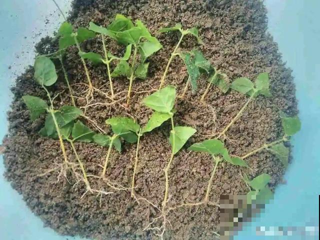 超耐晒的茉莉花,30℃高温照样开,满屋子都是香气! 超耐晒的茉莉花,30℃高温照样开,满屋子都是香气!