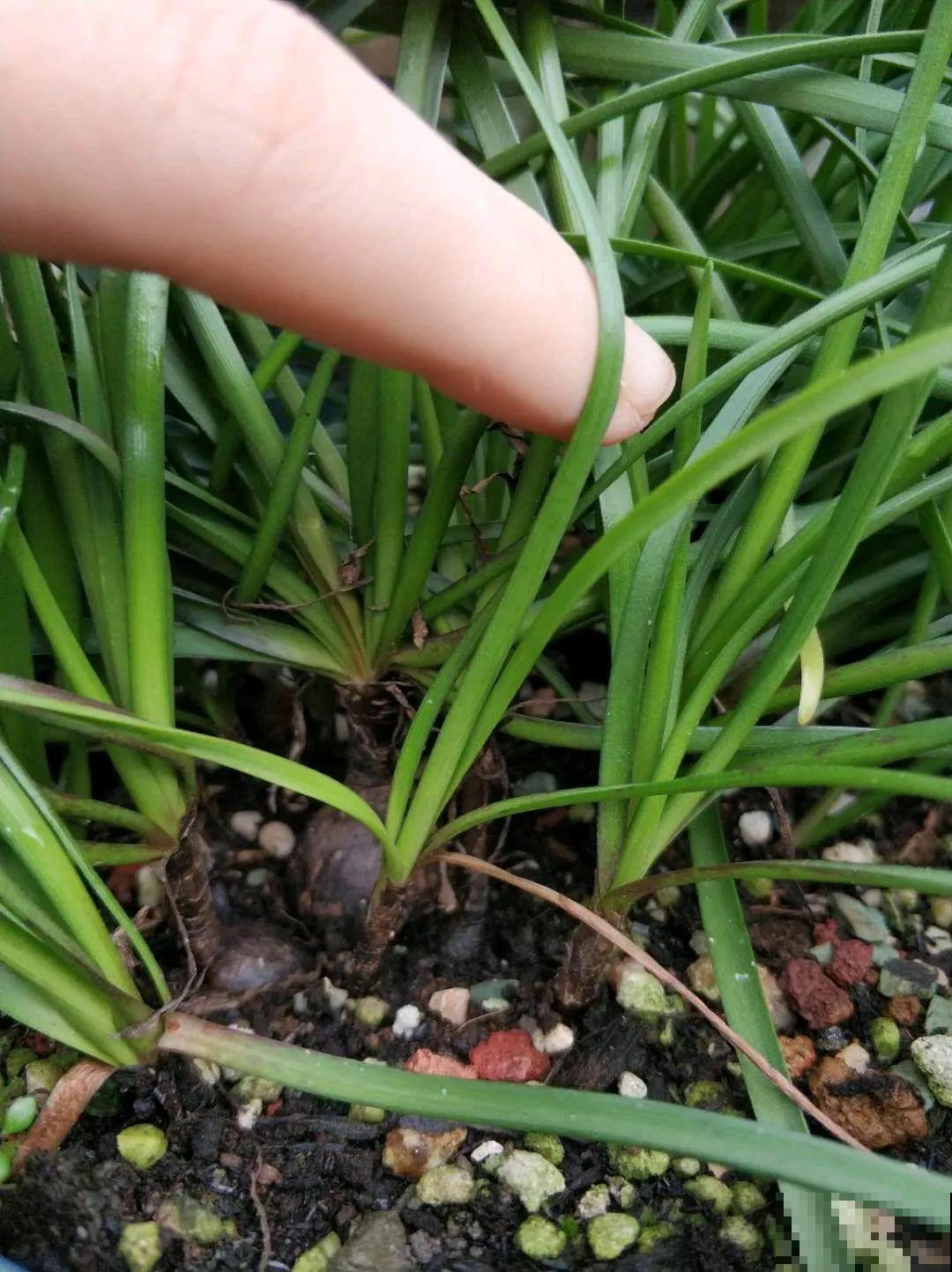 叶子唰啦全剪了，竟然冒出满盆花苞，神奇！