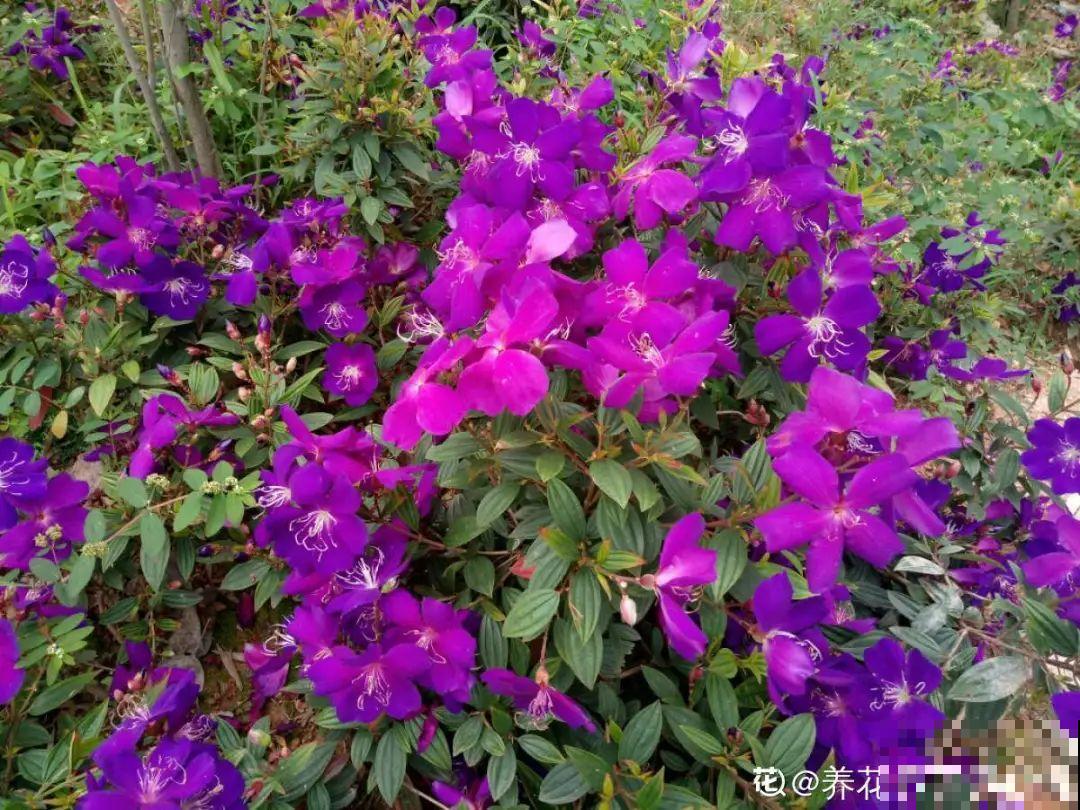 这20种花，晒不死、热不死，天热一直狂开花！