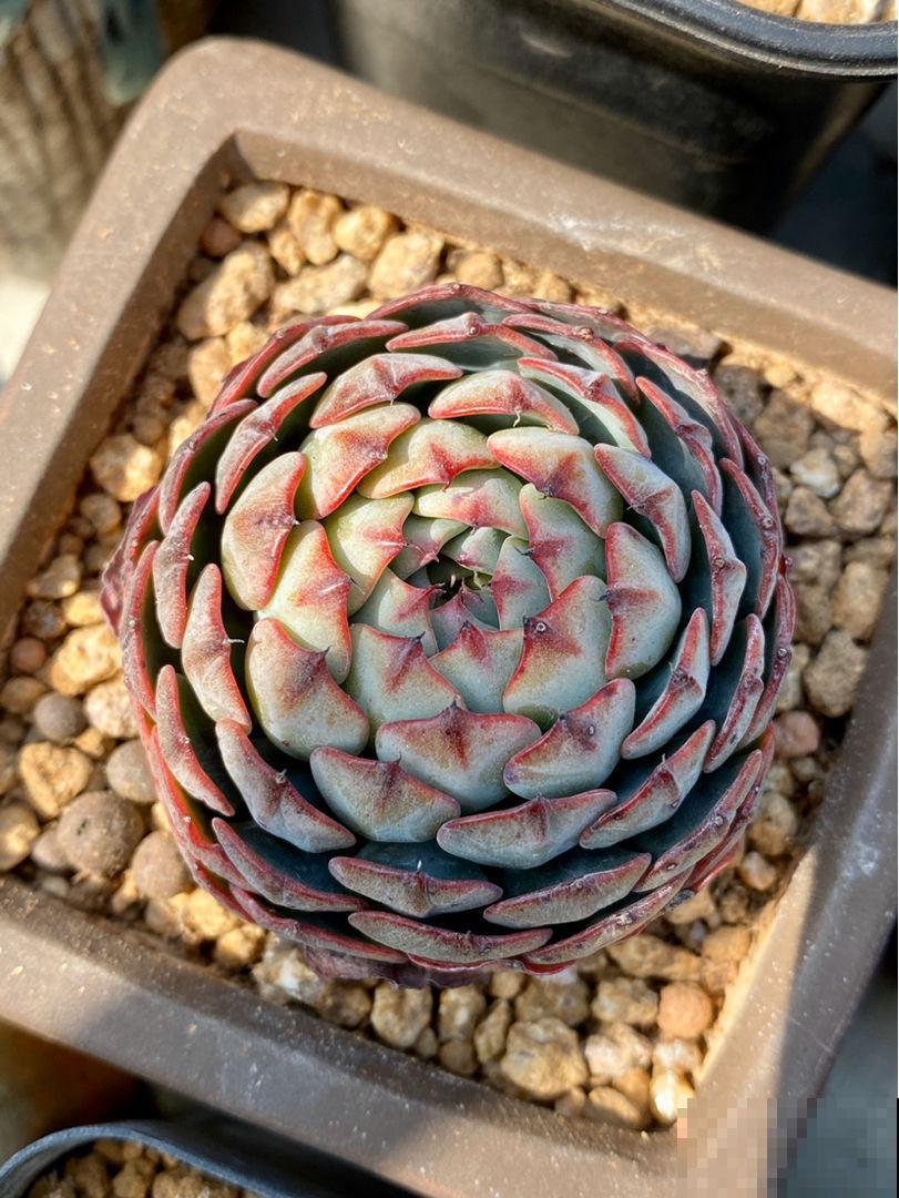 养花晒太阳很重要,关于晒太阳的误区,你中了哪几个? 养花晒太阳很重要,关于晒太阳的误区,你中了哪几个?