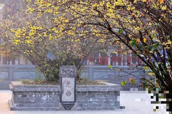 中国8大古树，历经千年不倒，最老一棵4000岁！