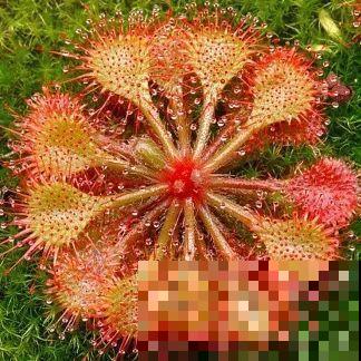 5种能吃蚊虫的花,家里养一盆,蚊子灭光光! 5种能吃蚊虫的花,家里养一盆,蚊子灭光光!