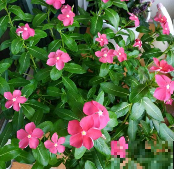 长春花原来有这么多品种，粉色的最大众，紫色的最仙！