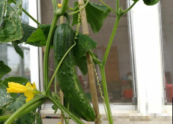 老人常说夏吃瓜，入夏多吃3种瓜，滋养脾胃身体好！