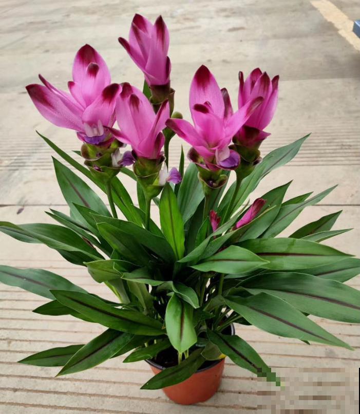 这3种花，一听名字就不想养，结果开花惊艳众人！