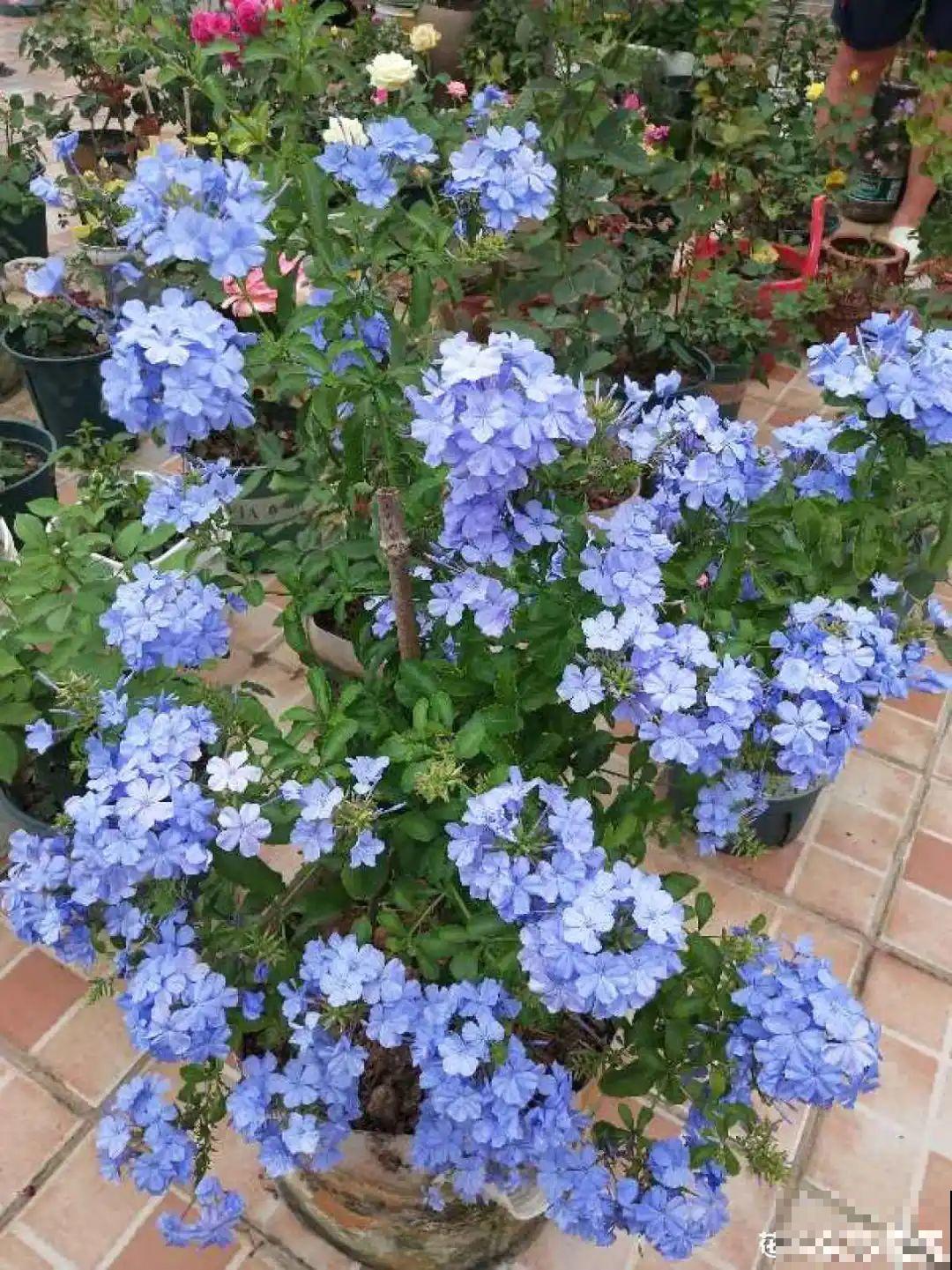 7种花就是饮水机,一天不喝水,叶子全瘪了! 7种花就是饮水机,一天不喝水,叶子全瘪了!