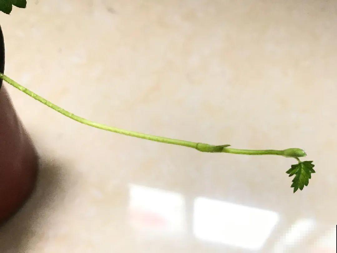 这花不用扦插，枝条往下一拉，1盆变20盆！