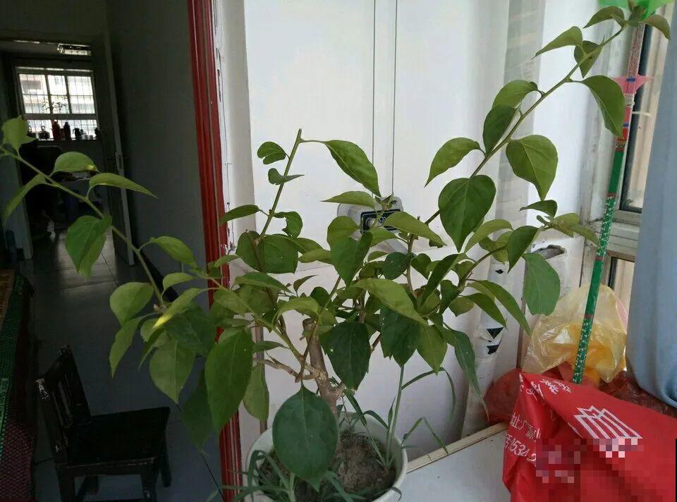 常见8种花，到花期还不开，赶紧剪一刀，花苞嗖嗖冒！