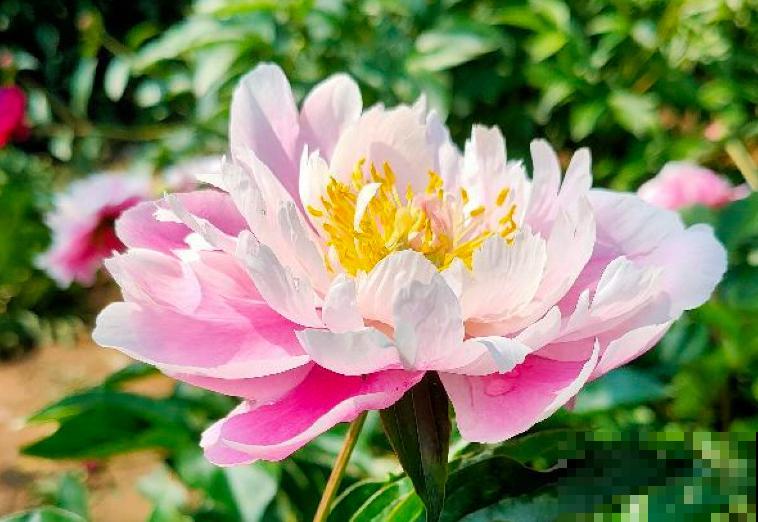 花市卖的花,都是老外培育的品种,国产花有哪些? 花市卖的花,都是老外培育的品种,国产花有哪些?