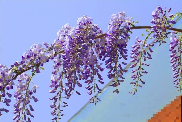 30首与花有关的老歌，满满的回忆，每一首都很经典！