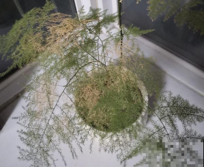 养文竹，注意2个小问题，叶子绿如云！