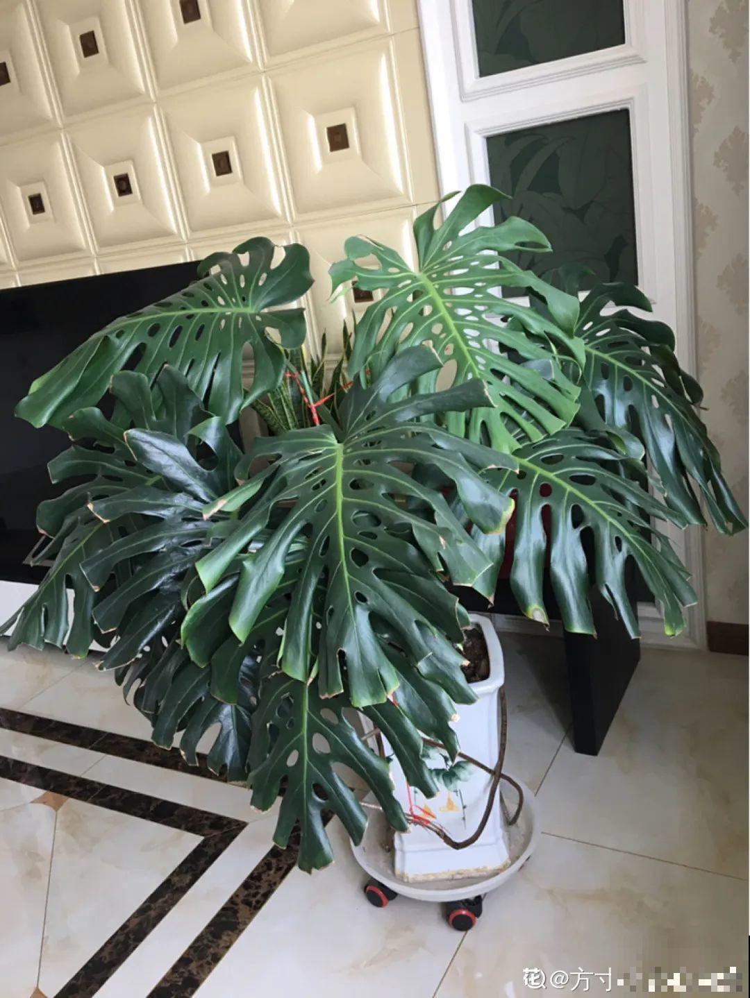 夏天养花,这个地方千万别摆,否则3天死翘翘! 夏天养花,这个地方千万别摆,否则3天死翘翘!