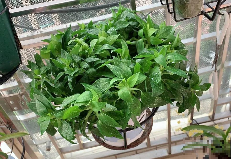 这花是阳台新宠，开花很像杜鹃，却比杜鹃好养10倍！
