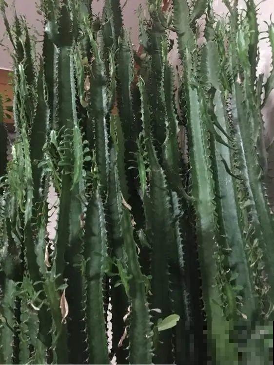 8种镇宅花,窗户边养一棵,霸气又镇宅 8种镇宅花,窗户边养一棵,霸气又镇宅