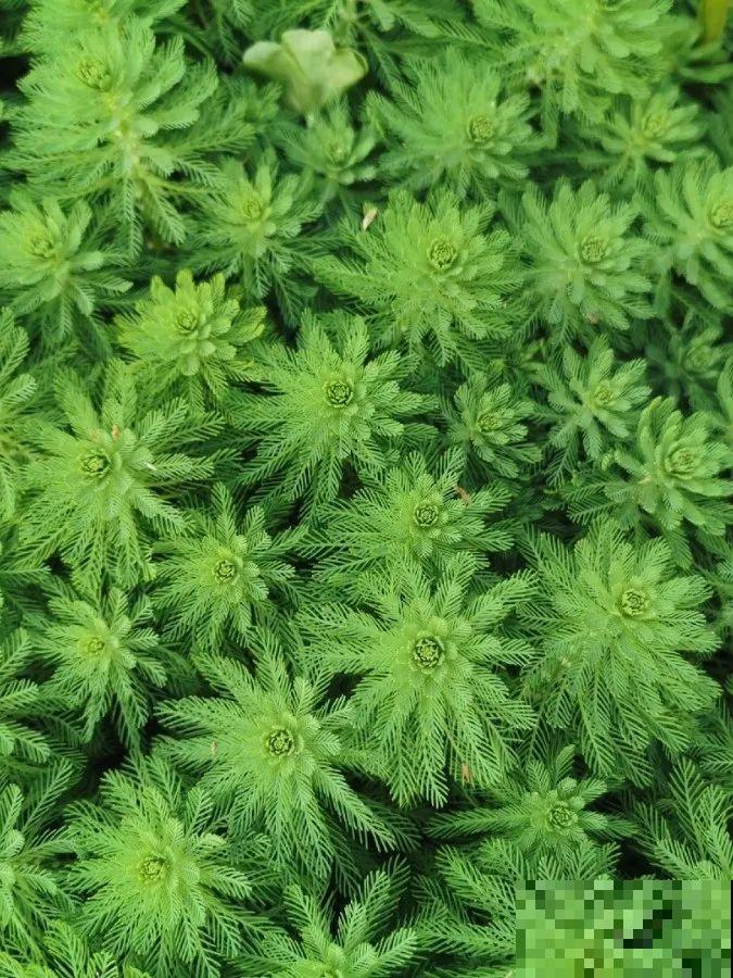10种花就得种在大水缸，夏天不休眠，越热越开花