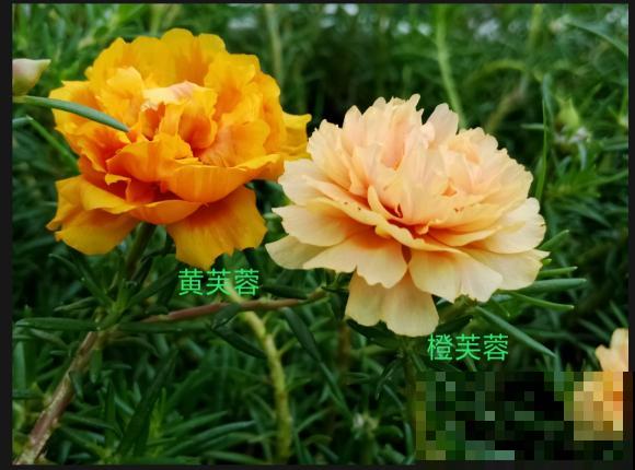 死不了的太阳花，夏天能把盆撑破，20多个品种你都没见过！