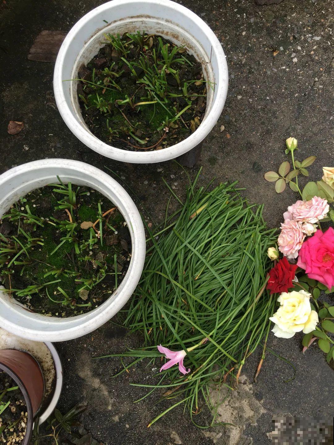 叶子唰啦全剪了，竟然冒出满盆花苞，神奇！