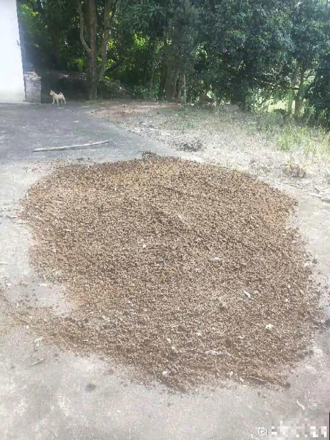 夏天养花,这3种事千万别做,否则黄叶又烂根! 夏天养花,这3种事千万别做,否则黄叶又烂根!