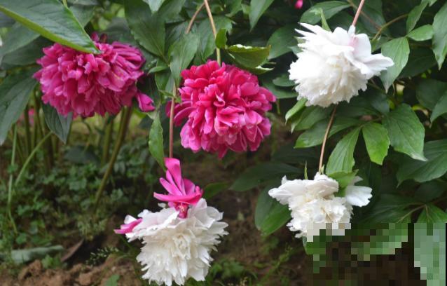 中国名花，五月花神，一开就惊艳全场！