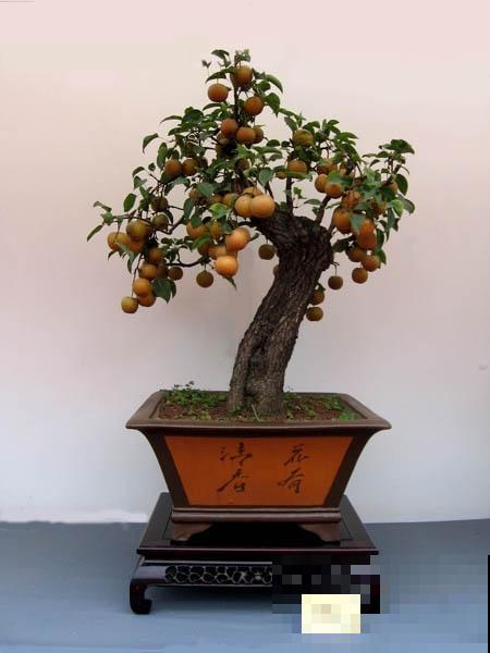 极品水果盆景，黄澄澄的果子挂满枝，太诱人了！