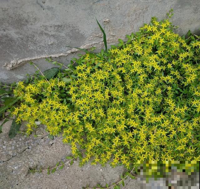 真正的花坚强,墙缝、地缝都能长,开花特别旺! 真正的花坚强,墙缝、地缝都能长,开花特别旺!