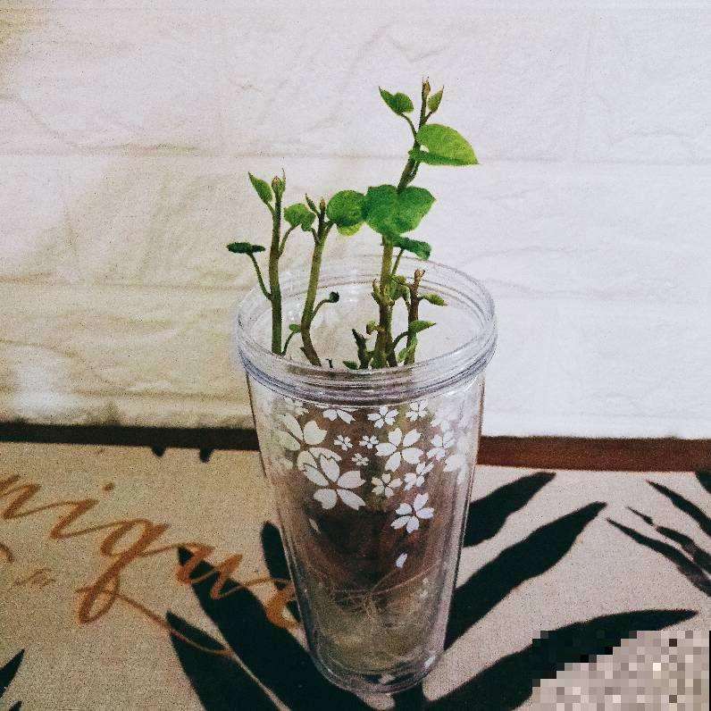 吃不完的菜,直接扔水里,10天长成小盆栽 吃不完的菜,直接扔水里,10天长成小盆栽
