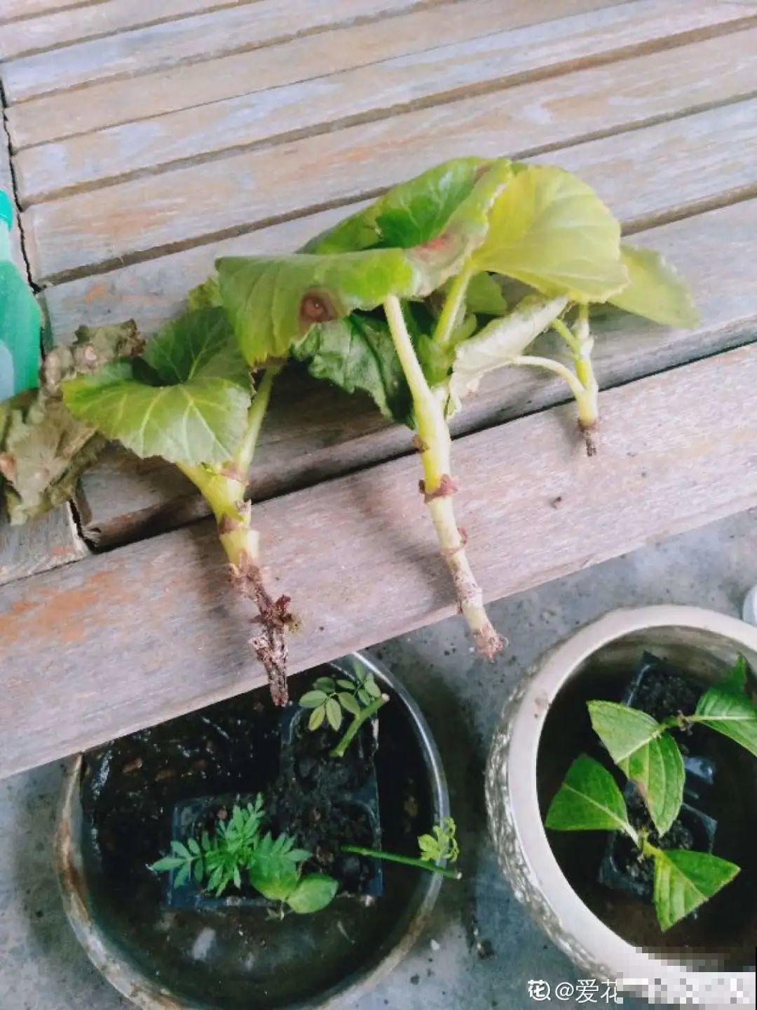8种花夏天太容易死,现在赶紧扦插,死了也不心疼! 8种花夏天太容易死,现在赶紧扦插,死了也不心疼!