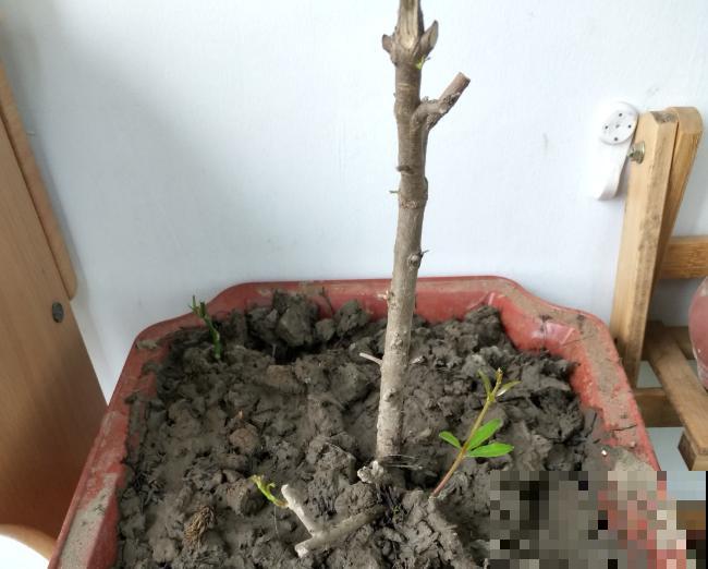 快死的花别扔，这个位置剪一刀，还能起死回生！