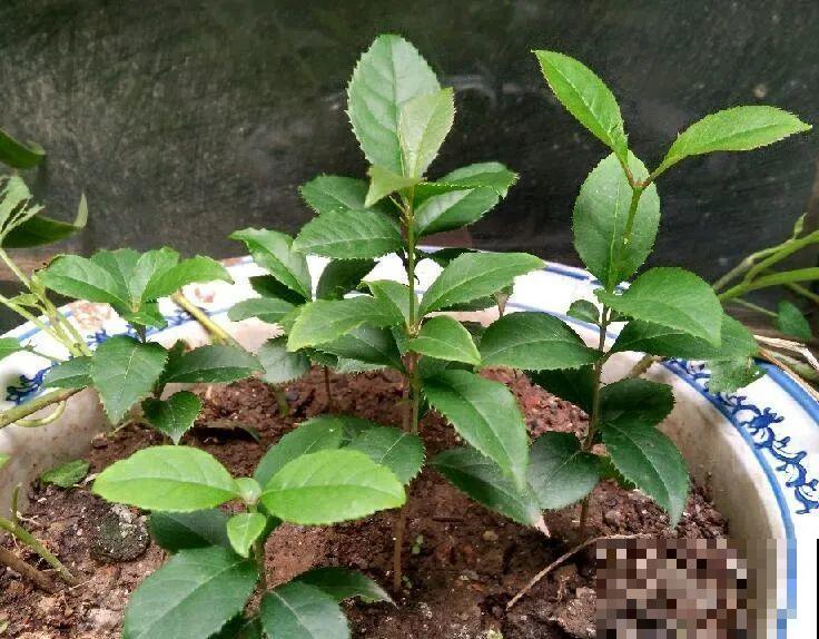 10种花,现在赶紧扦插,随便插土里就能活 10种花,现在赶紧扦插,随便插土里就能活