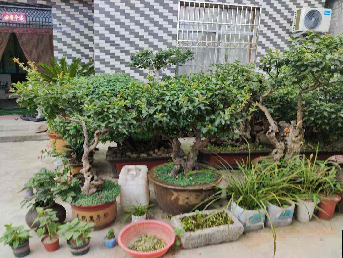 想养出高级盆景，技巧别忘了安排上，夏天尤其要多注意！