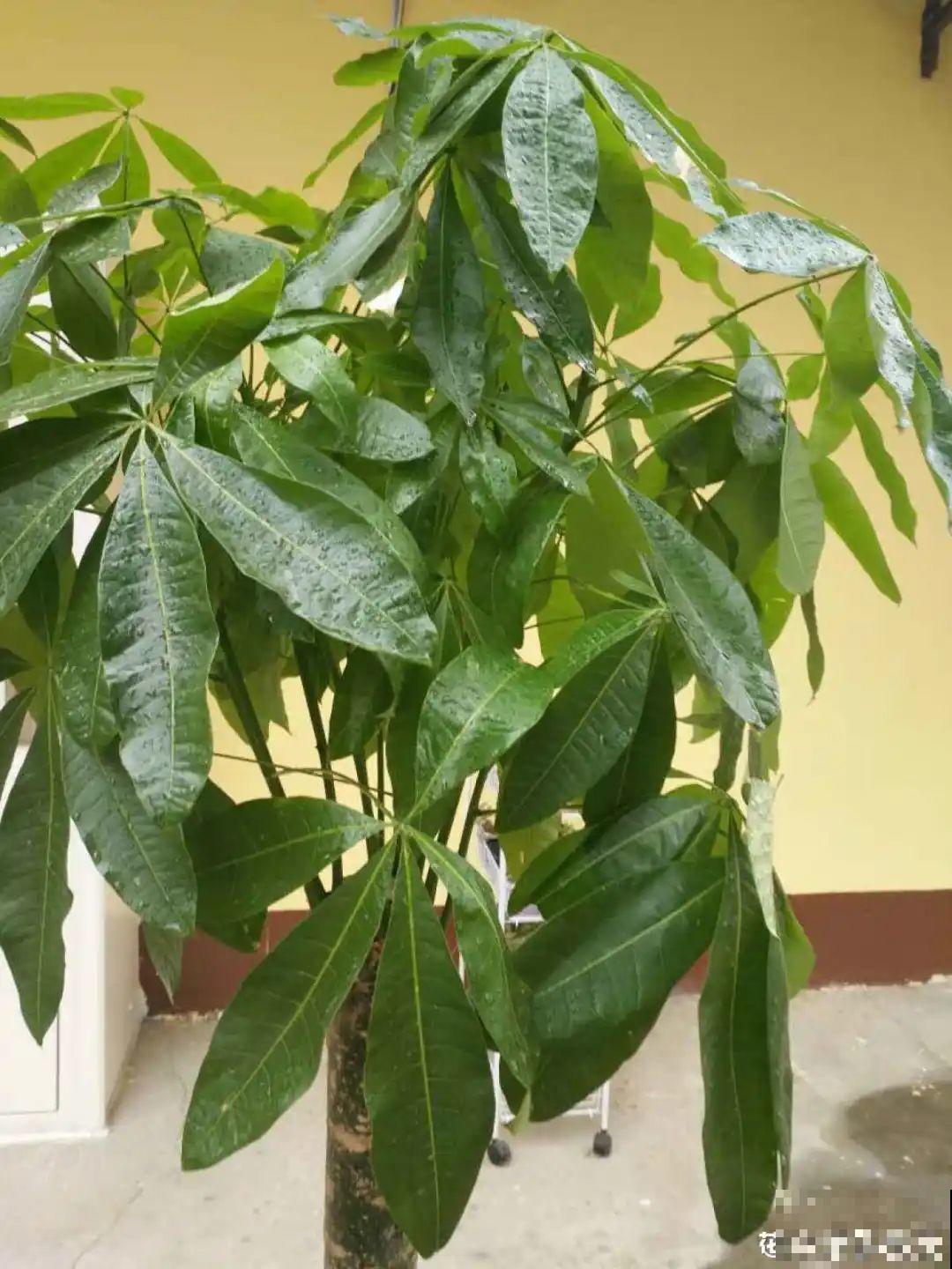 11种花夏天少浇水，否则3天就死了！