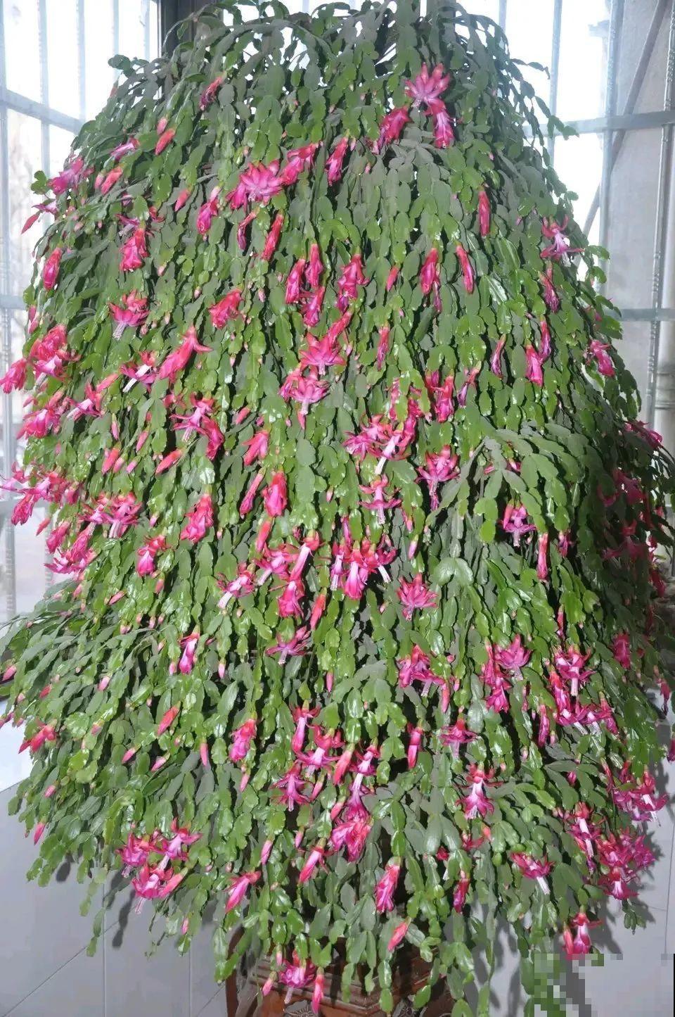 8种镇宅花,窗户边养一棵,霸气又镇宅 8种镇宅花,窗户边养一棵,霸气又镇宅