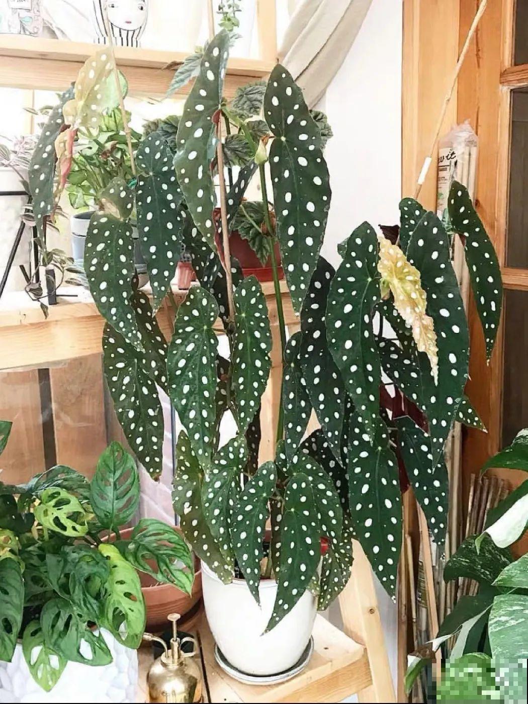 特干净的10种花,天热养一盆,家里特凉快! 特干净的10种花,天热养一盆,家里特凉快!