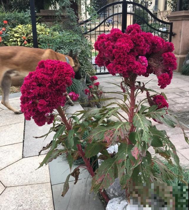 真正的花坚强,墙缝、地缝都能长,开花特别旺! 真正的花坚强,墙缝、地缝都能长,开花特别旺!