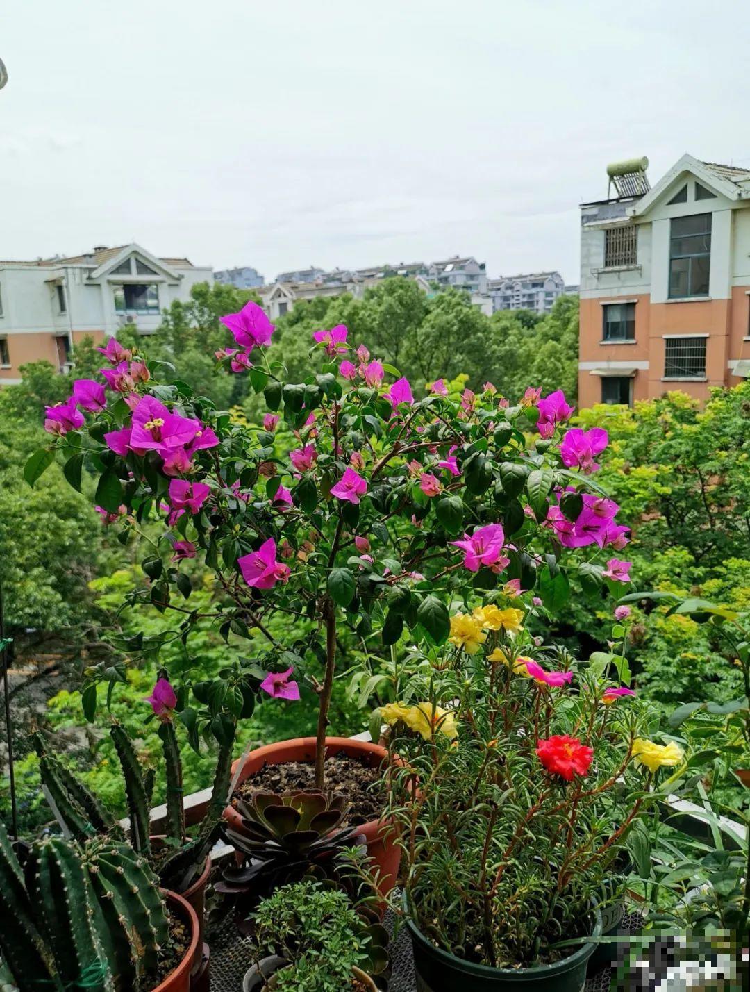 20种花,夏天这么浇水,长得快、开花多! 20种花,夏天这么浇水,长得快、开花多!