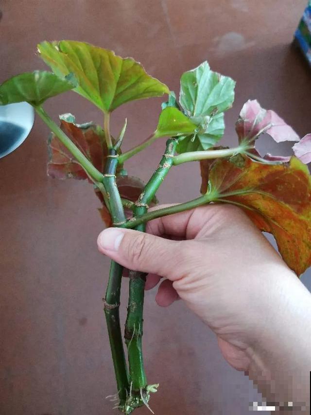 夏天潮湿闷热，一不小心花就烂根，看准时机砍掉，照样长出新叶子