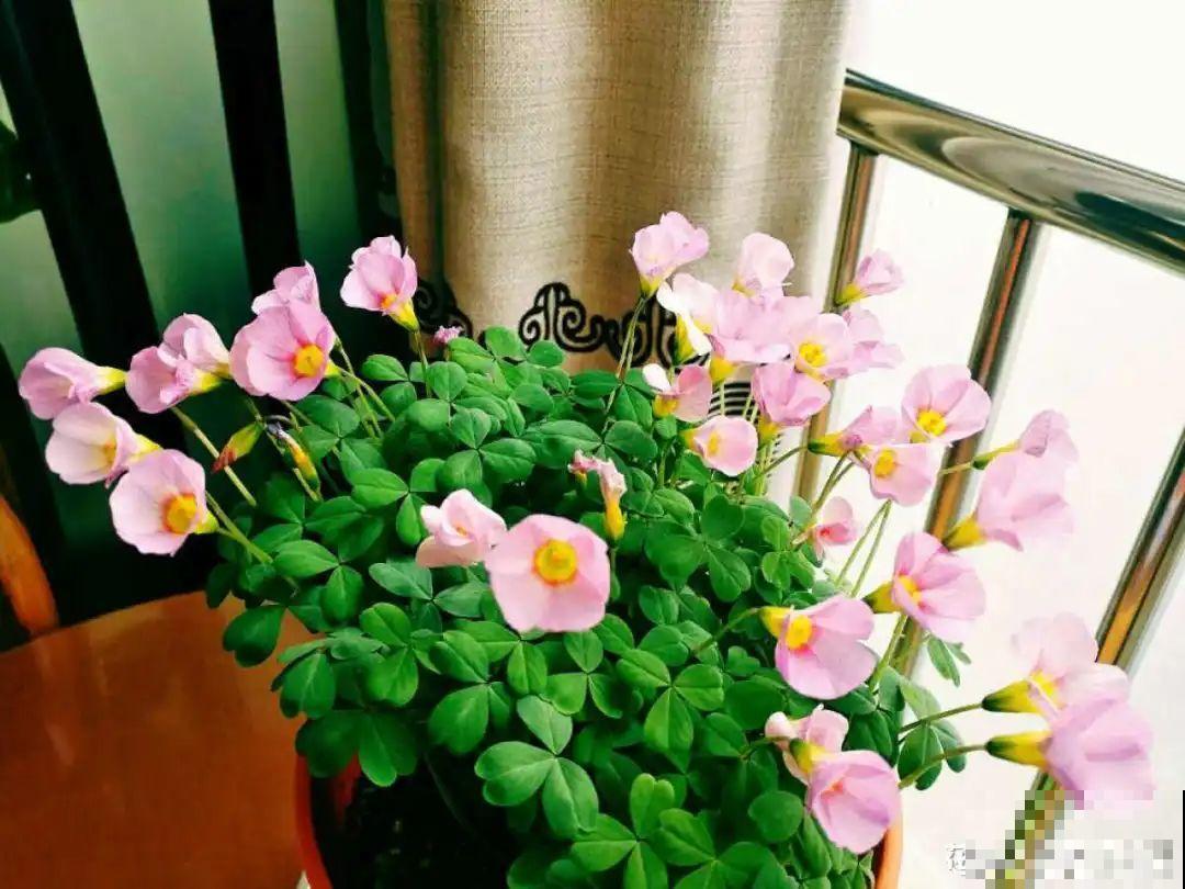 20种花,夏天要休眠,一浇水就死! 20种花,夏天要休眠,一浇水就死!