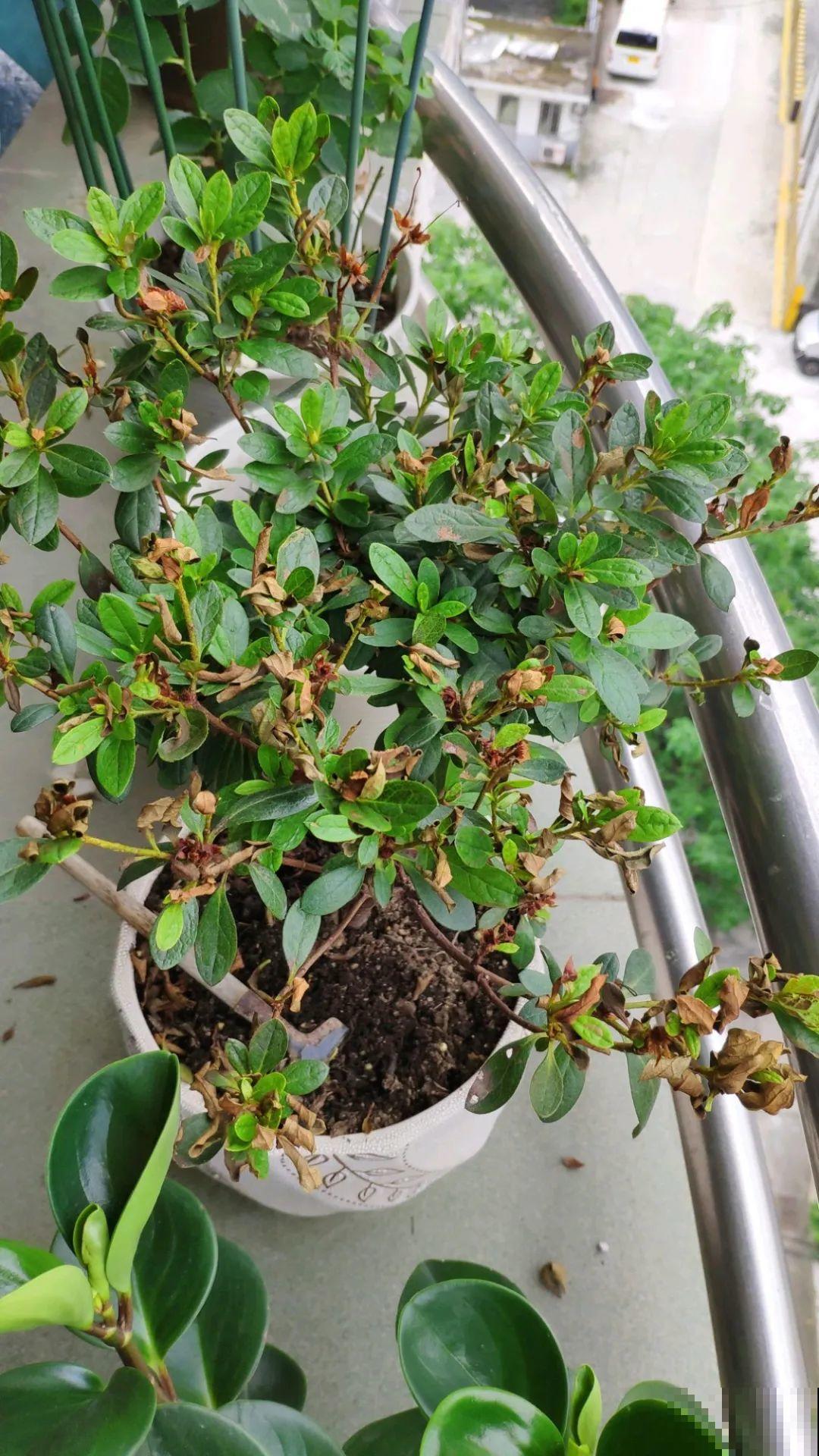 夏天花卉叶子哗哗掉,赶紧遮阴,不然掉成光杆司令 夏天花卉叶子哗哗掉,赶紧遮阴,不然掉成光杆司令