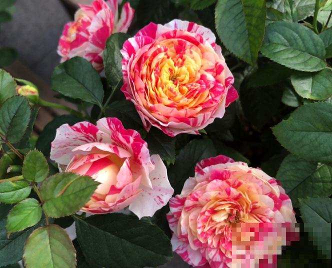 13种月季花，丰花勤花、花期超长，你能认出几种？