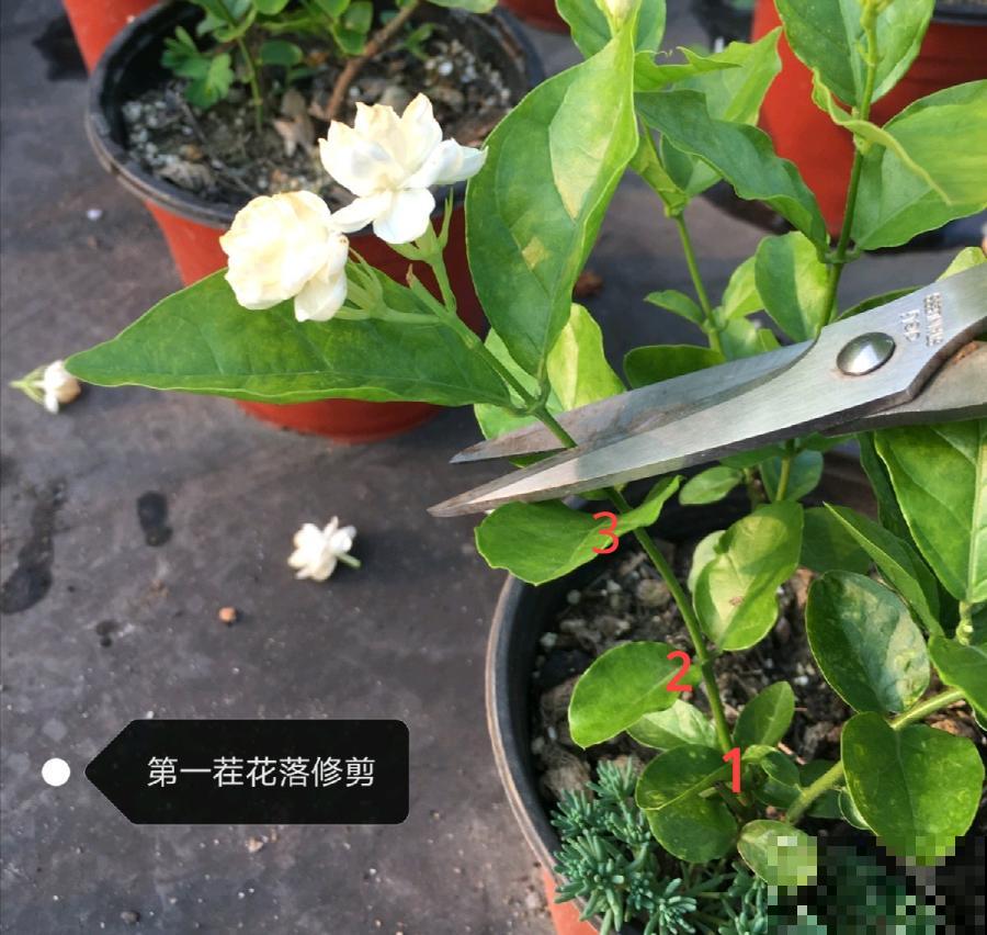 修剪时间到了，有这花赶紧剪，剪完很快又开花！