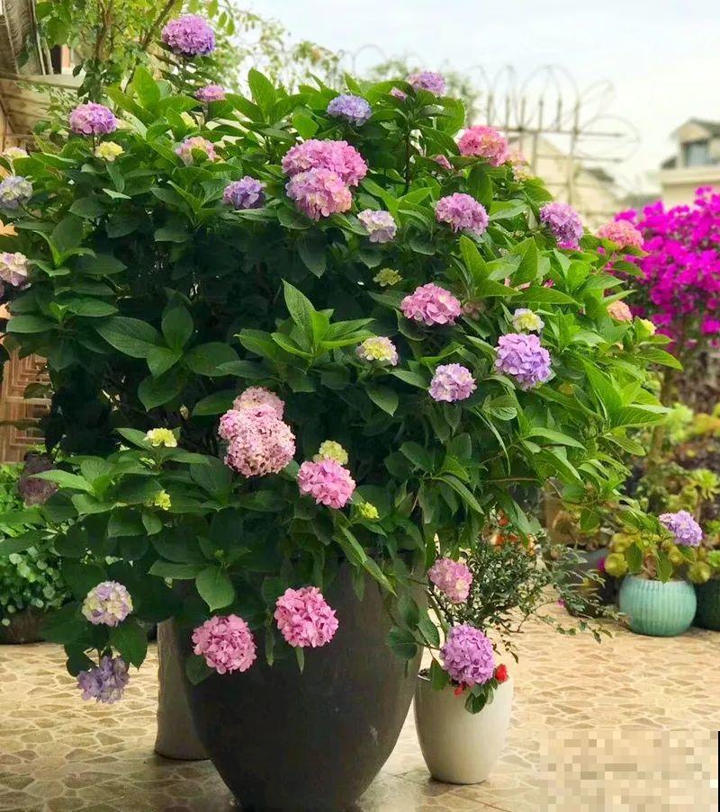 家里这些花适合用小盆，少浇水、控一控，2年就能变老桩！