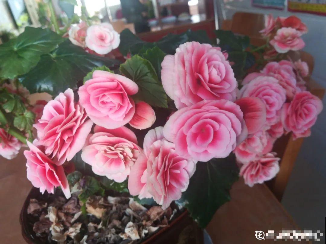 20种花,夏天这么浇水,长得快、开花多! 20种花,夏天这么浇水,长得快、开花多!