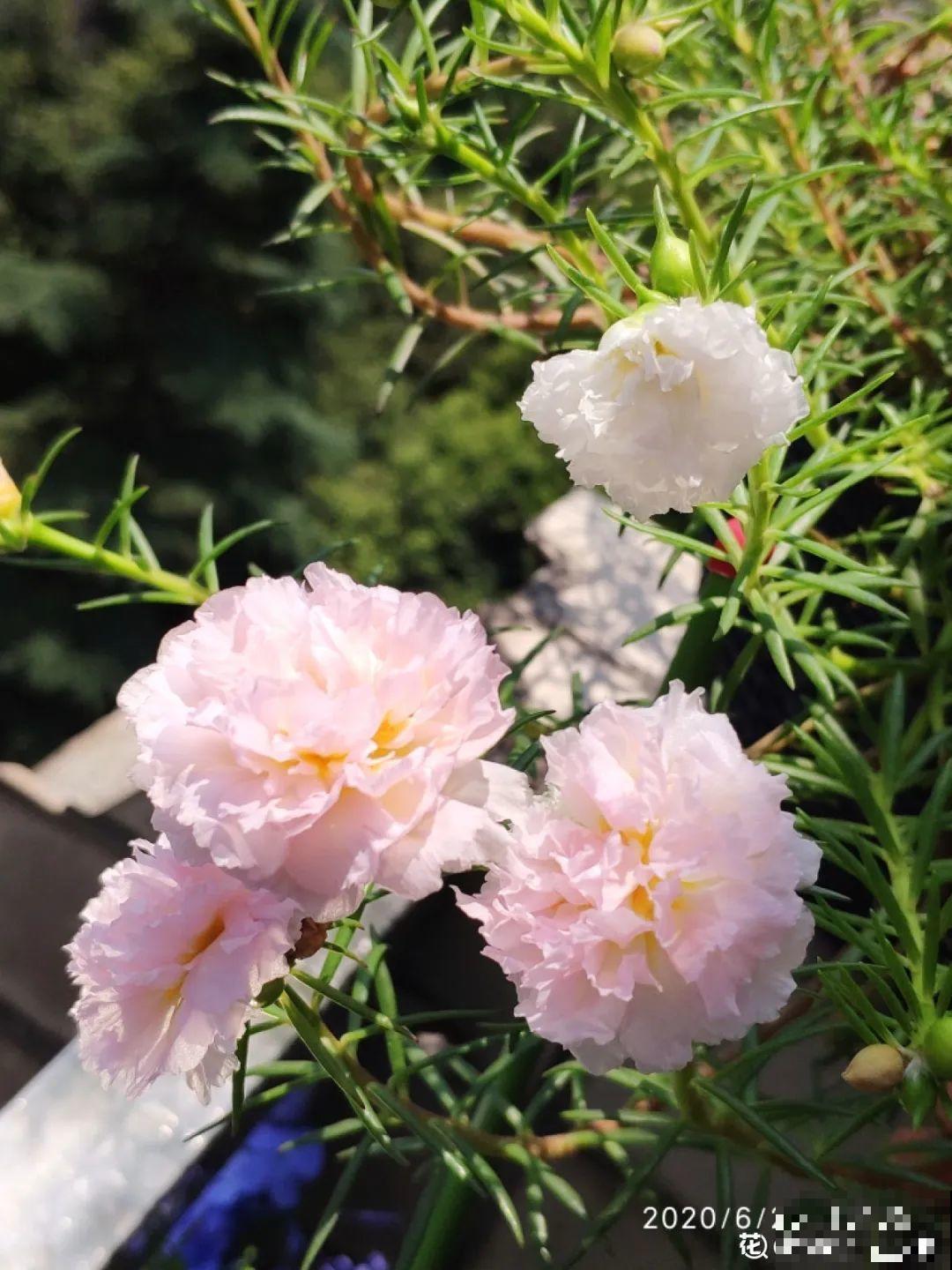 这些花，听名字就不想养，没想到开花后美呆了！