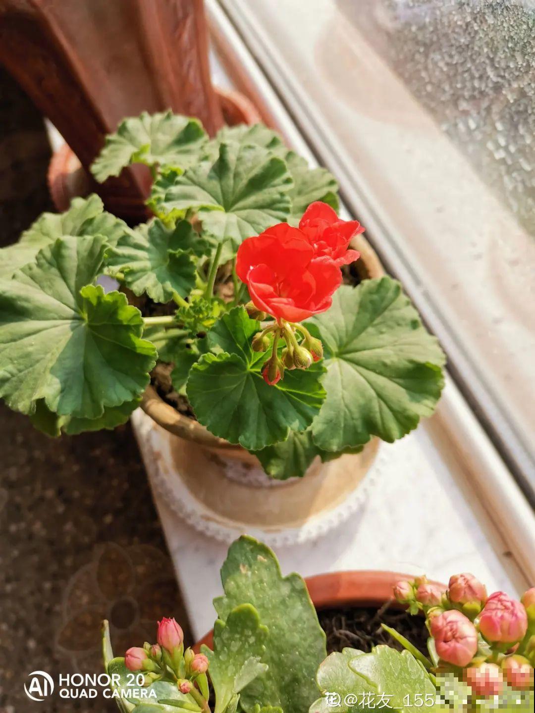 3种花掐个枝就能养，一周内就生根，省下一大笔买花钱