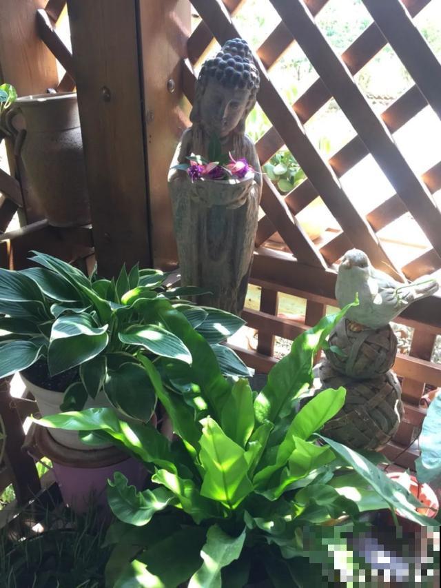 花盆里摆了它,更有趣、更新奇,邻居来了想搬走! 花盆里摆了它,更有趣、更新奇,邻居来了想搬走!