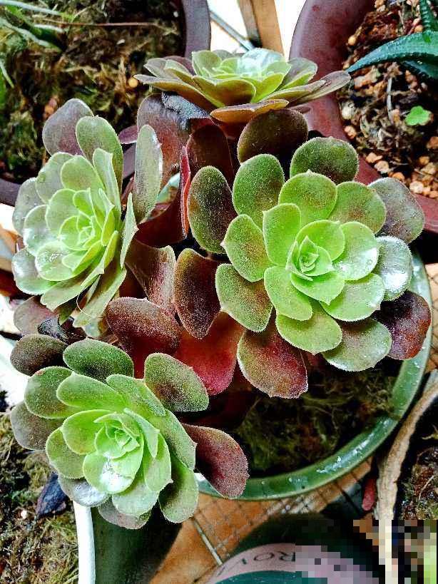 夏天多肉躺在花盆,需不需要担心?注意4点就可以 夏天多肉躺在花盆,需不需要担心?注意4点就可以