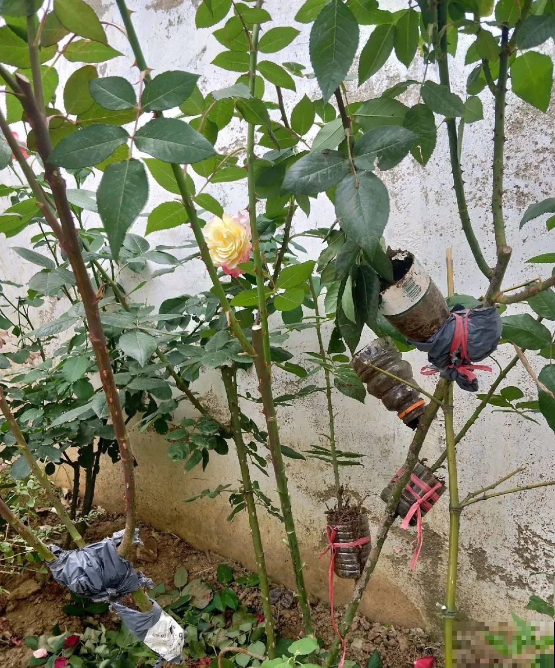 这花不用扦插，枝条往下一拉，1盆变20盆！