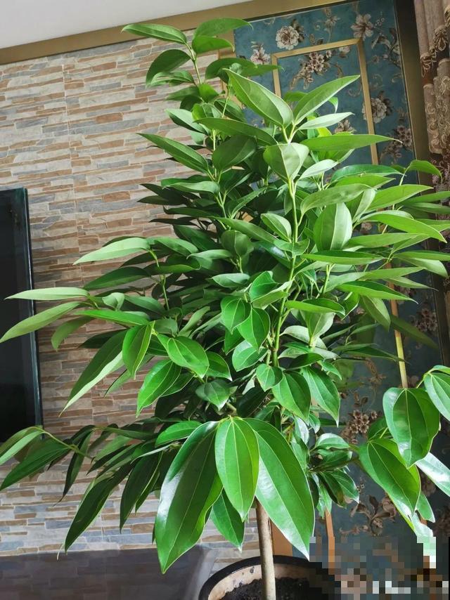 10种花一晒就死,夏天别放南阳台,小心晒成梅干菜! 10种花一晒就死,夏天别放南阳台,小心晒成梅干菜!
