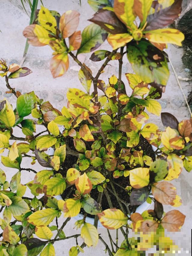 地栽的花就是强大，屋外疯长一院子，屋内孱弱不开花