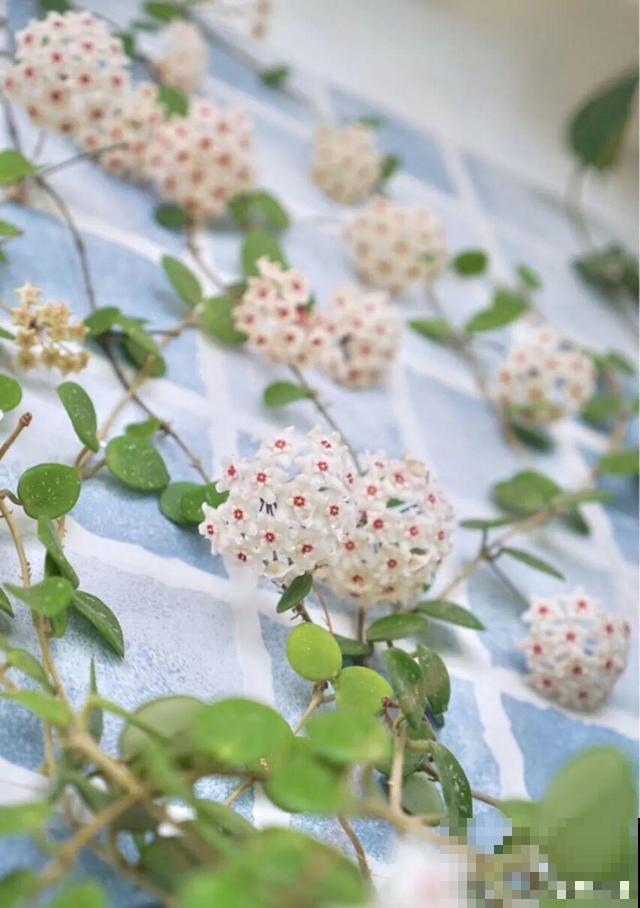 活的“香水花”，开一朵，家里香气飘飘！